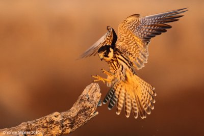 eurasian hobby falco subbuteo  