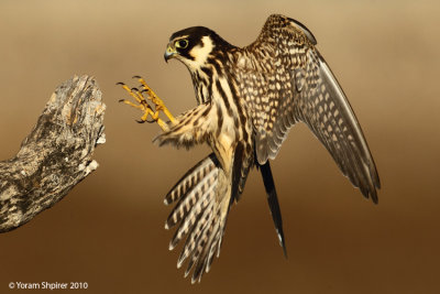 eurasian hobby falco subbuteo  