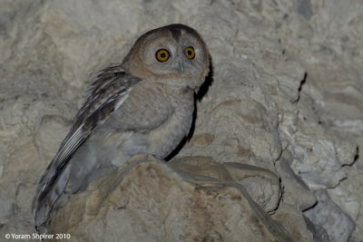 Desert Tawny Owl    