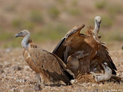 Griffon Vultures