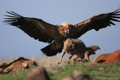 Griffon Vulture and  Jackal