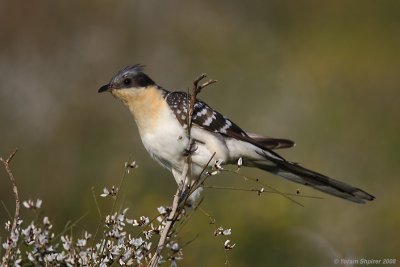 Great Spotted Cuckoo