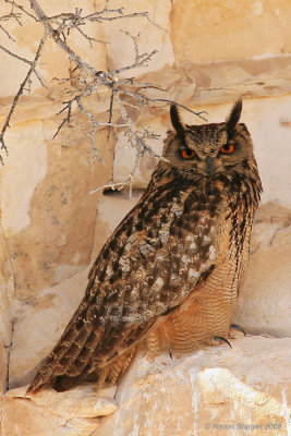 Eagle Owl 7457