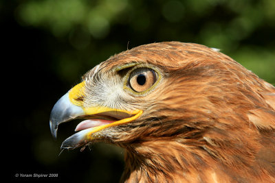 Long-legged Buzzard 8136