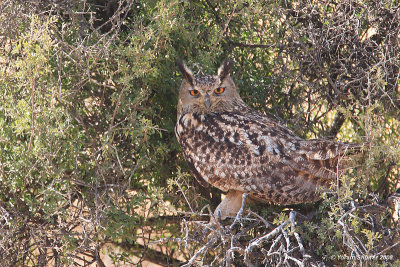 Eagle Owl 8337