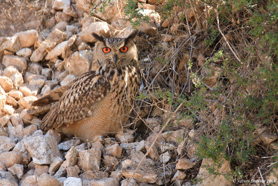 Eagle Owl 8406