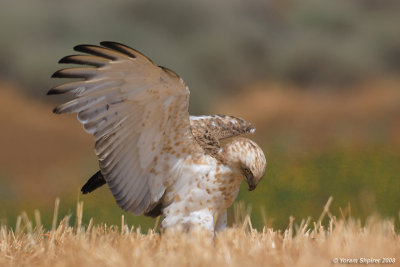 Short-toed Eagle 8235