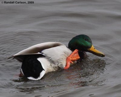 duck_0345.jpg