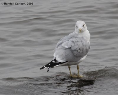 gull_0642.jpg