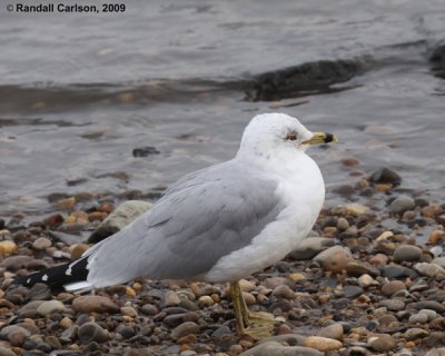 Gulls and Ducks