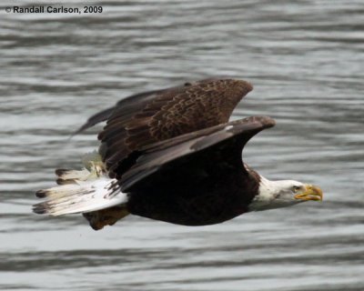 eagle_0135.jpg