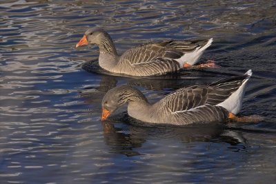 Greylag Geese