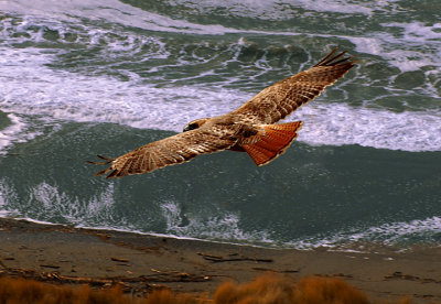 Red Tail Hawk In Flight
