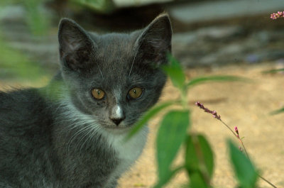 BEFORE:  Gray Cat