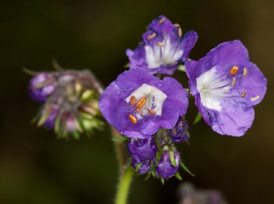 Purple Phacelia