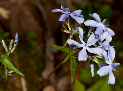 Wild Blue Phlox