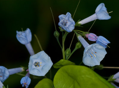 Virginia Bluebells