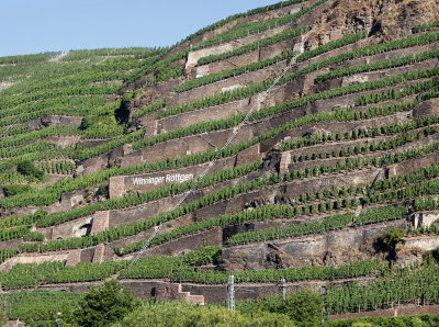 Grapes along the Mosel River