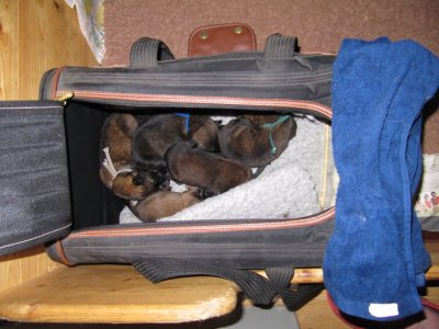 all puppies are sleeping tight.jpg