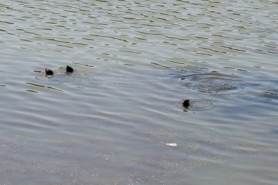 Otters - Rodeo Lagoon