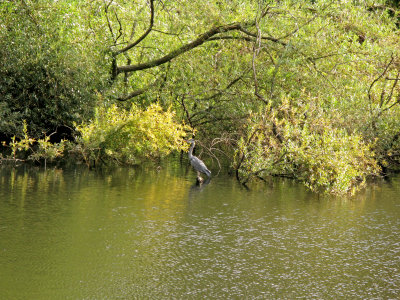 Orsteds Park
