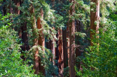Muir Woods