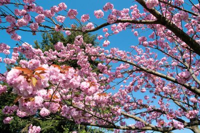 Cherry Blossoms
