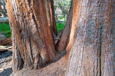 Tree Snack