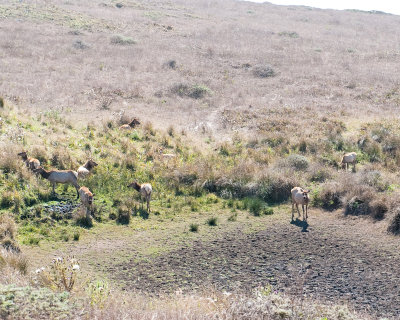 Elk Herd