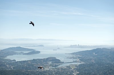 Mt Tamalpais View