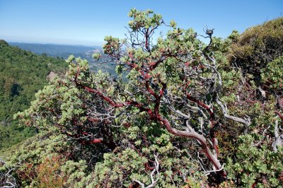 Manzanita