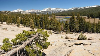 Tuolomne Meadow