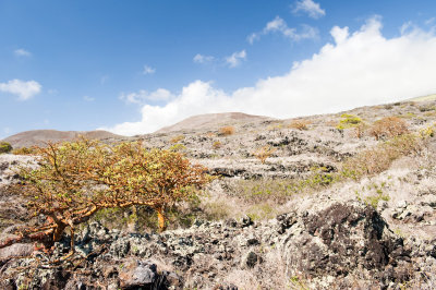 Kanaio - Piilani Highway South of Ulupalakua