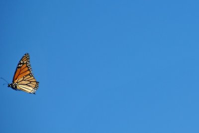 g1/24/745724/3/130908563.ZljLToNB.jpg