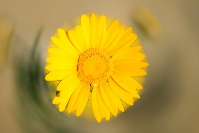  yellow daisy