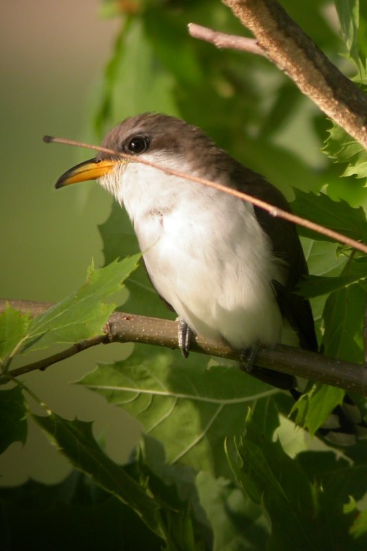 Yellow-Billed Cuckoo