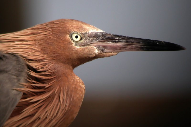 Reddish Egret