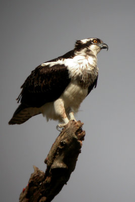 Osprey