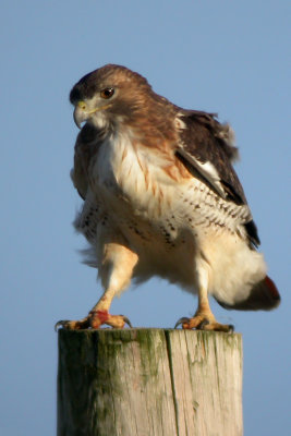 Red-Tailed Hawk