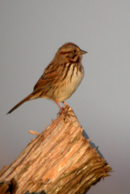 Song Sparrow