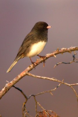 Dark-eyed Junco