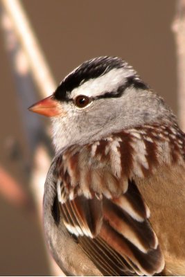 White-crowned Sparrow