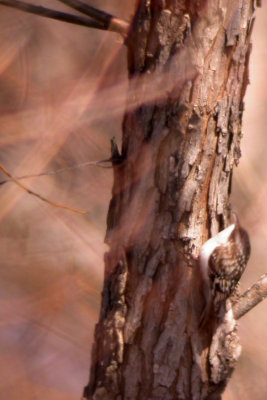 Brown Creeper