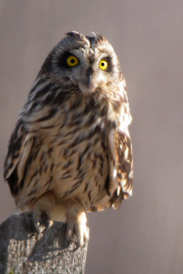 Short-Eared Owl