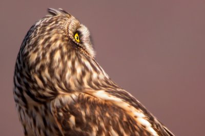 Short-Eared Owl