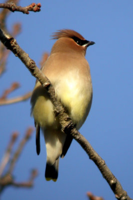 Cedar Waxwing