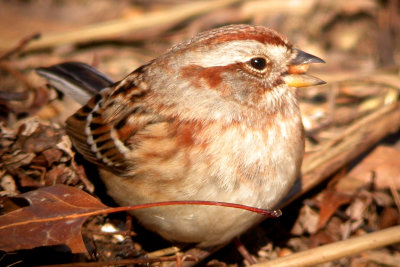 American Tree Sparrow