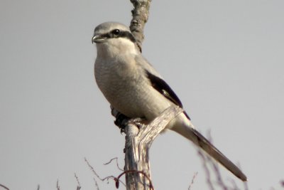 Northern Shrike