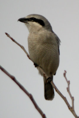 Northern Shrike