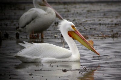 American White Pelican